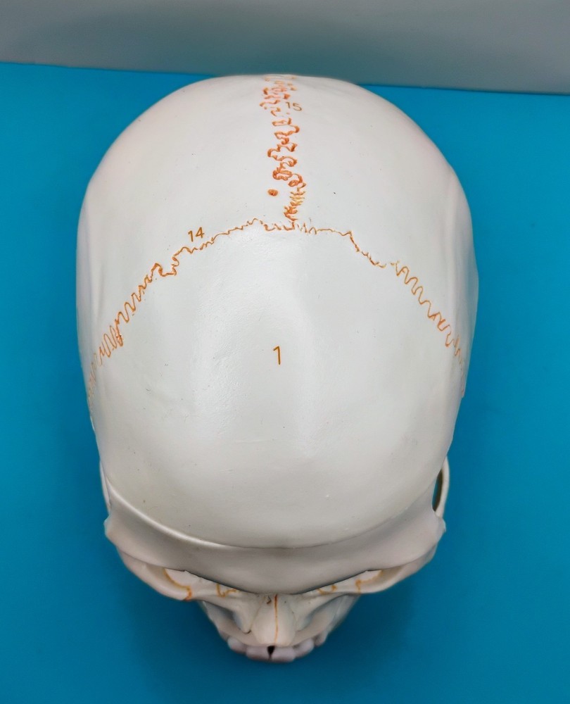 Human Skull Anatomical Model Moveable Jaw Numbered