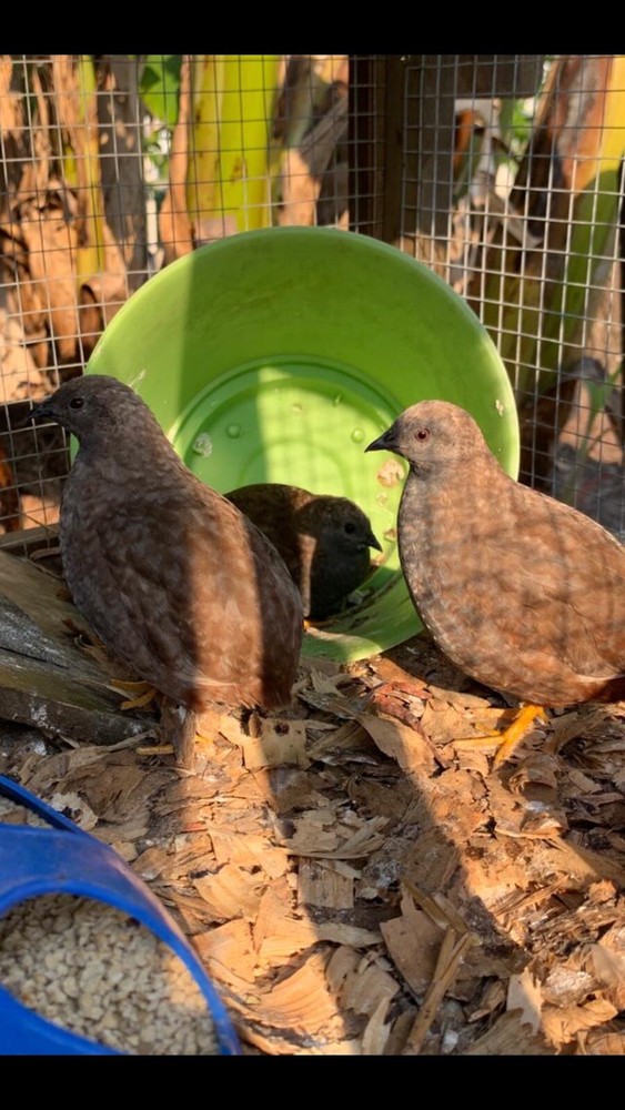 15 Button Quail Hatching Eggs