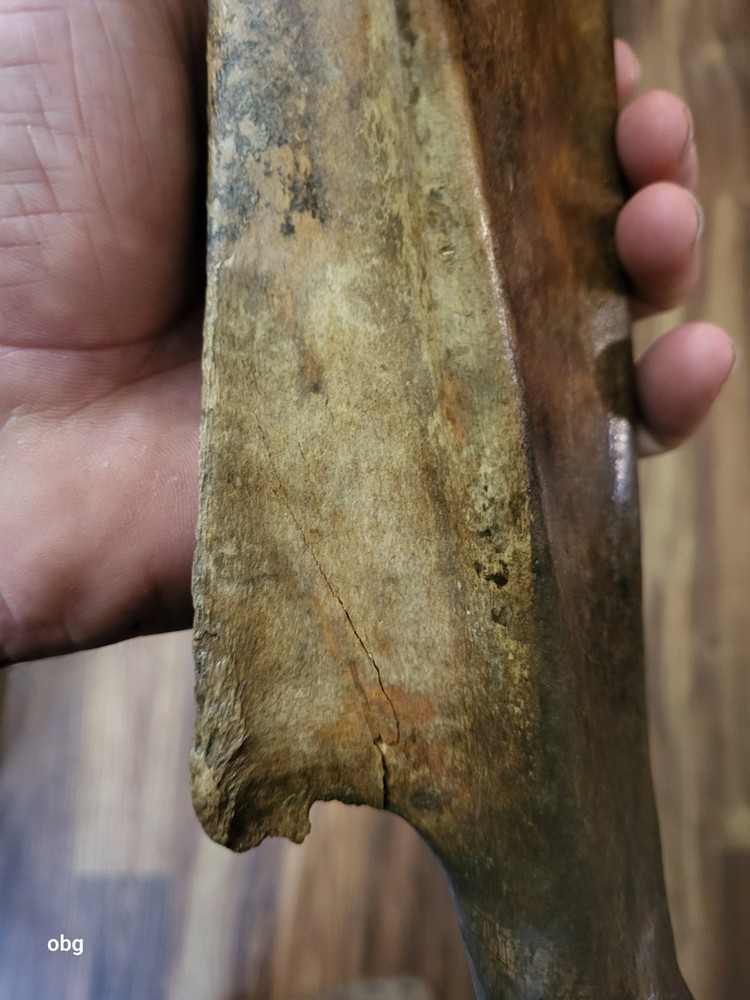 Historic Bison SHOULDER BLADE scapula