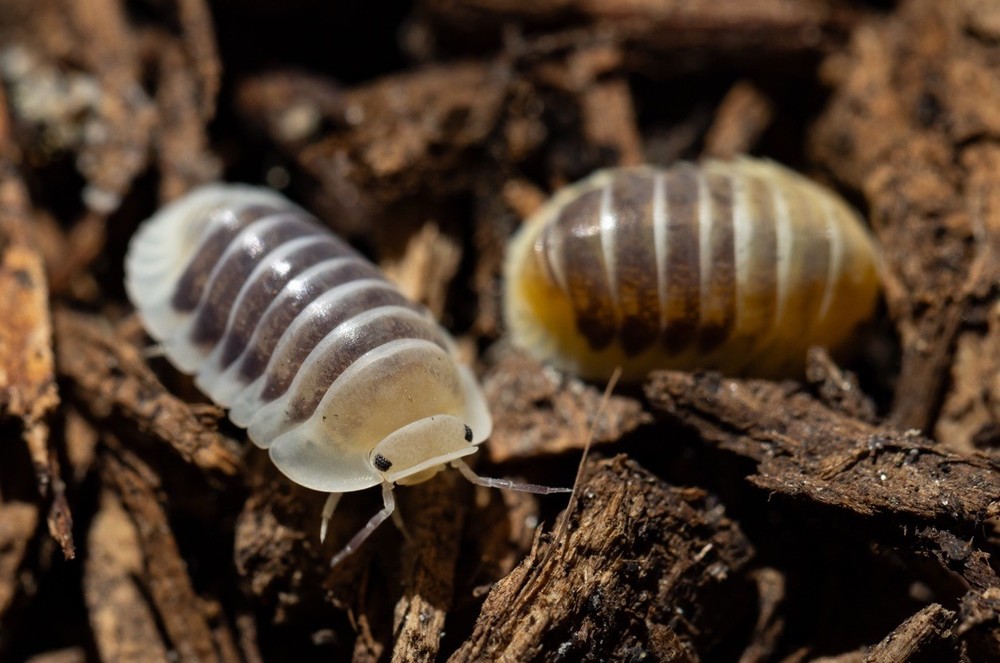 Jupiter Isopods