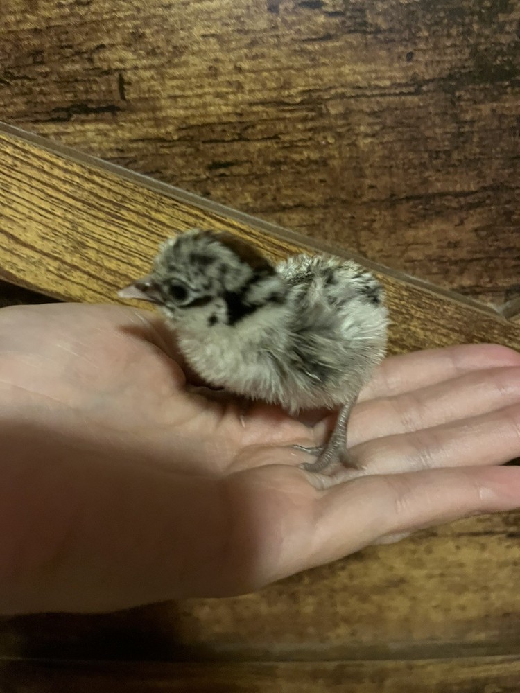 Silver Campine Hatching Eggs ~Super Rare~