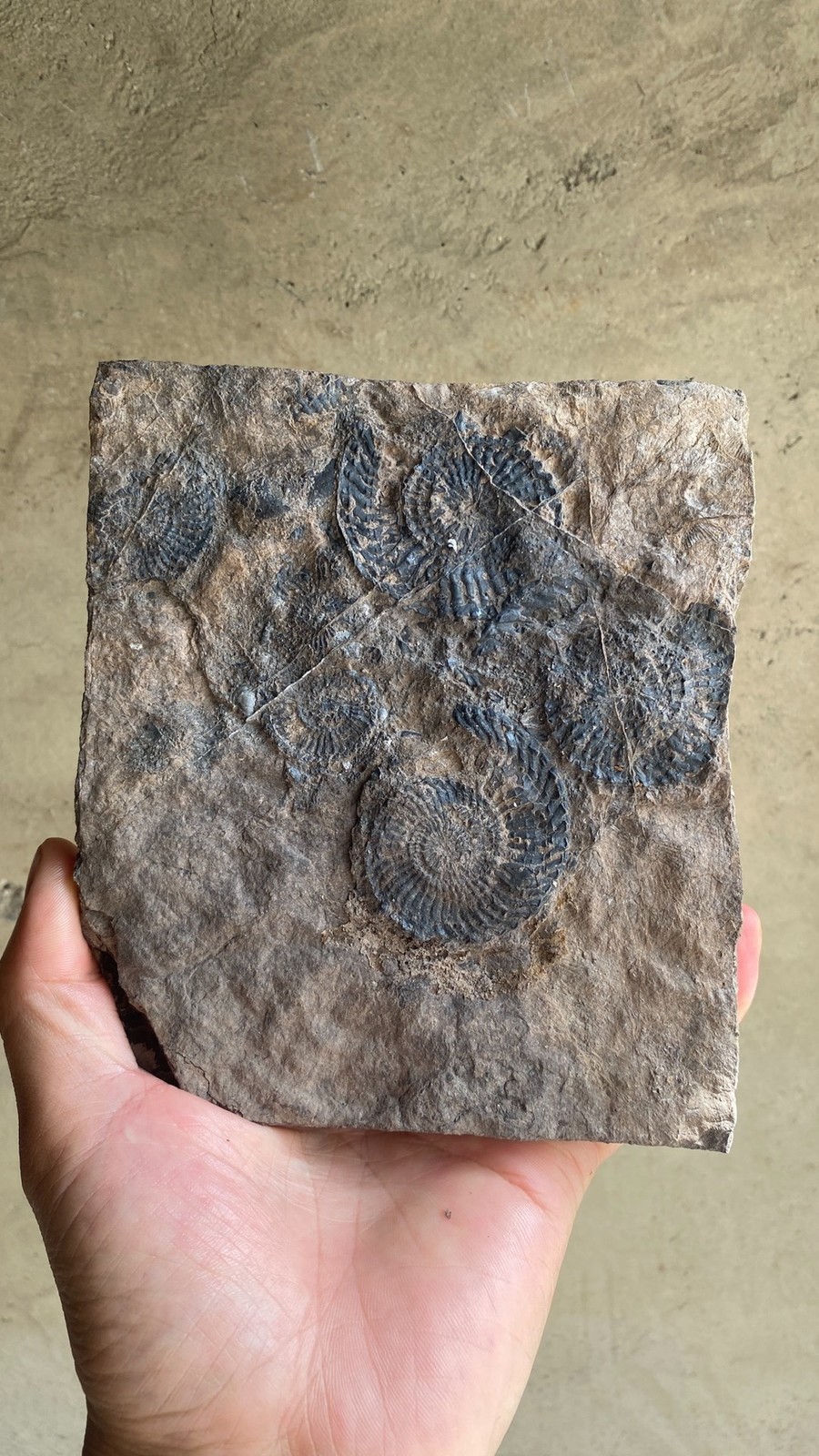 Unique Collection of Paleontological Fossils, Chrysanthemum Fossils
