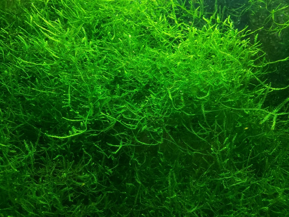 Java Moss / Taxiphyllum barbieri. Easy Low Light Aquarium Plant