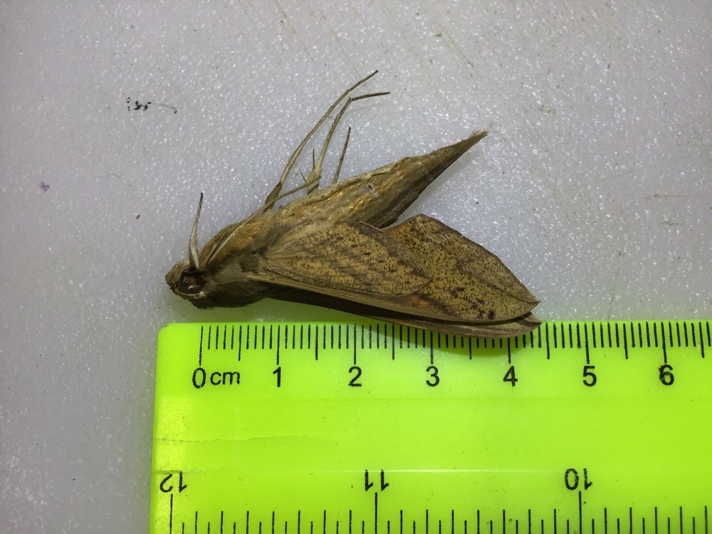 UASP 10 A+/A Specimens Hippotion gracillis Sphingidae