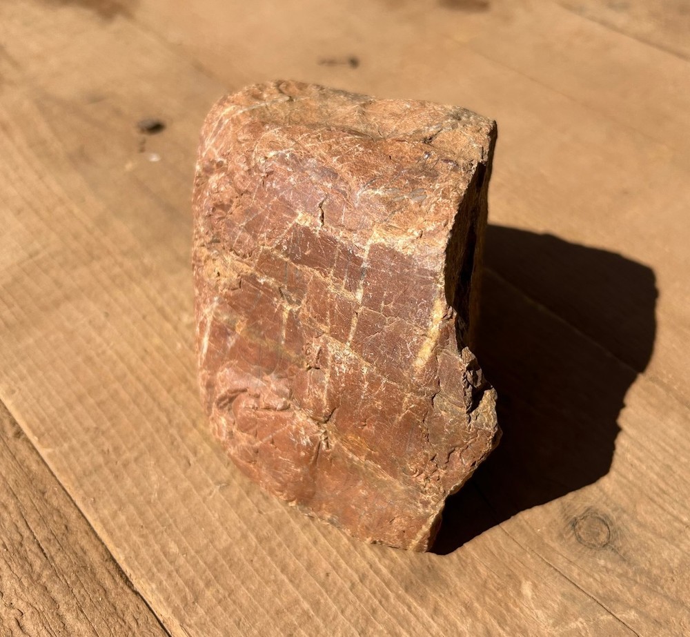 Petrified Wood Raw Specimen