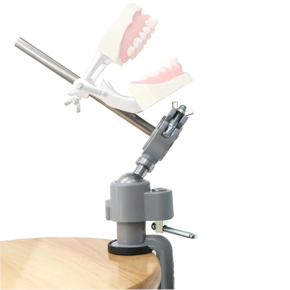Typodont Teeth Model Teeth Model Training Mount Fixed on Desk Training Maniki...