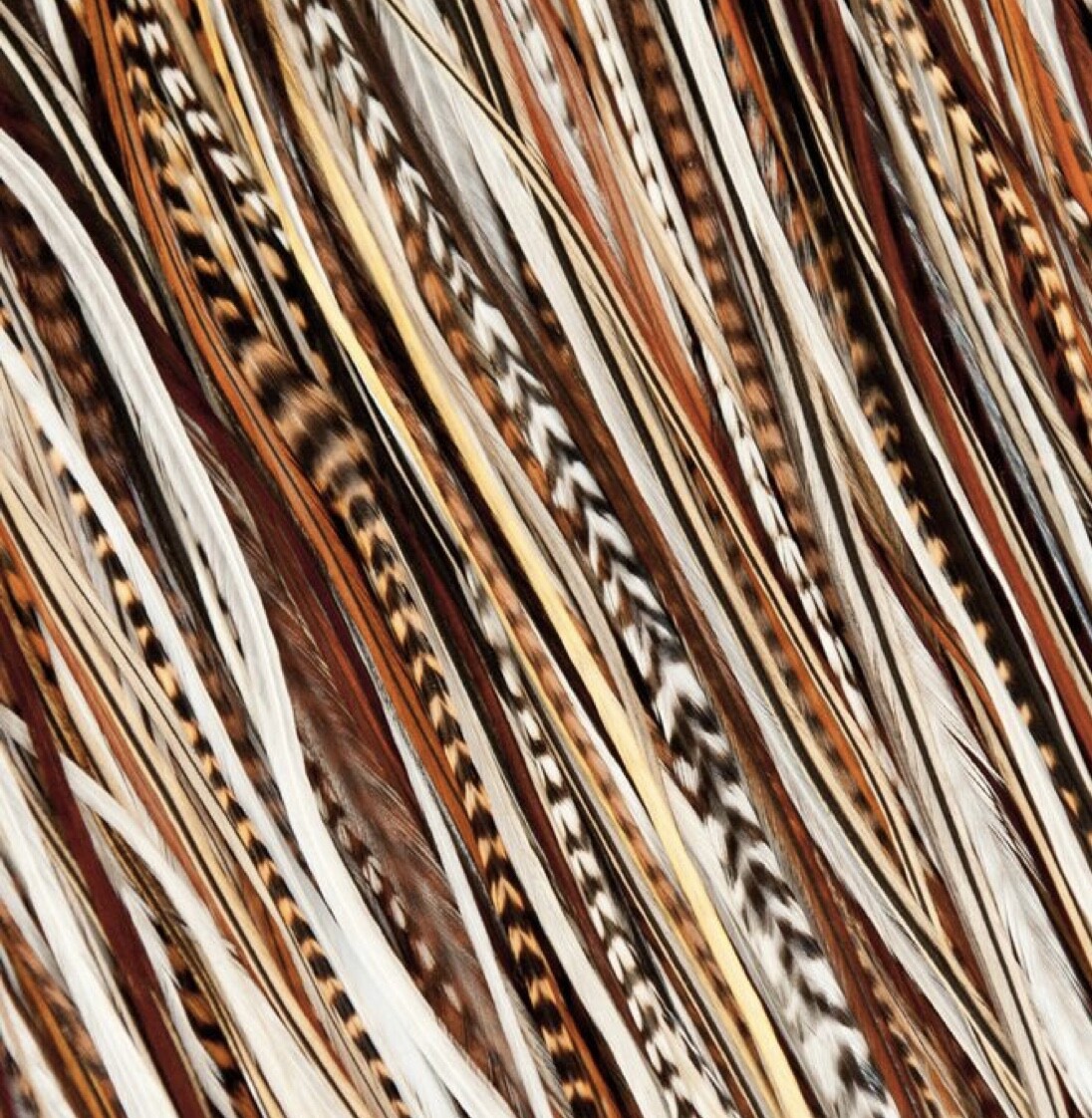 150pc Natural short variety 1-4" Pro grade saddle loose Feathers, Whiting Farms