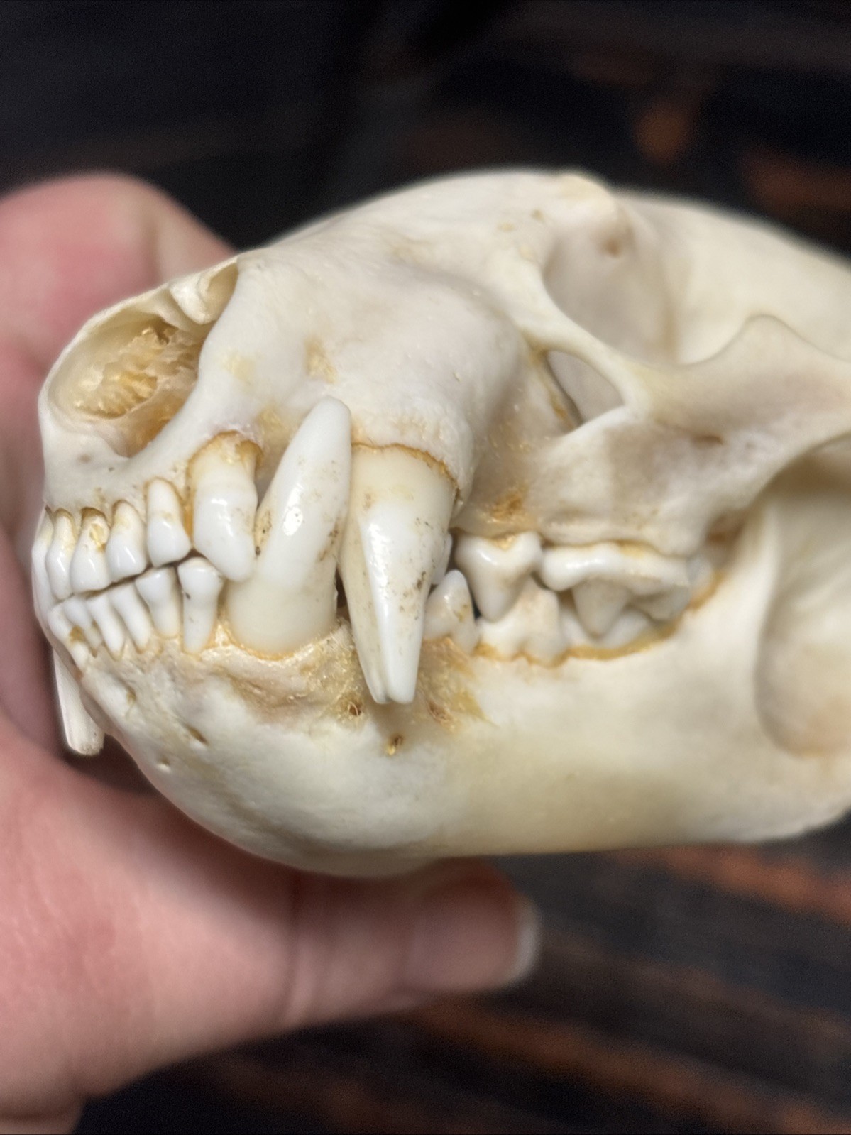 Real XL Badger Skull Unique Gift Halloween Craft Animal Mount Art Model Head Odd