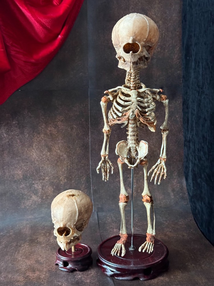 Cyclops Fetal Skeleton | Gothic Curiosity Specimen | Dark Oddities Decor