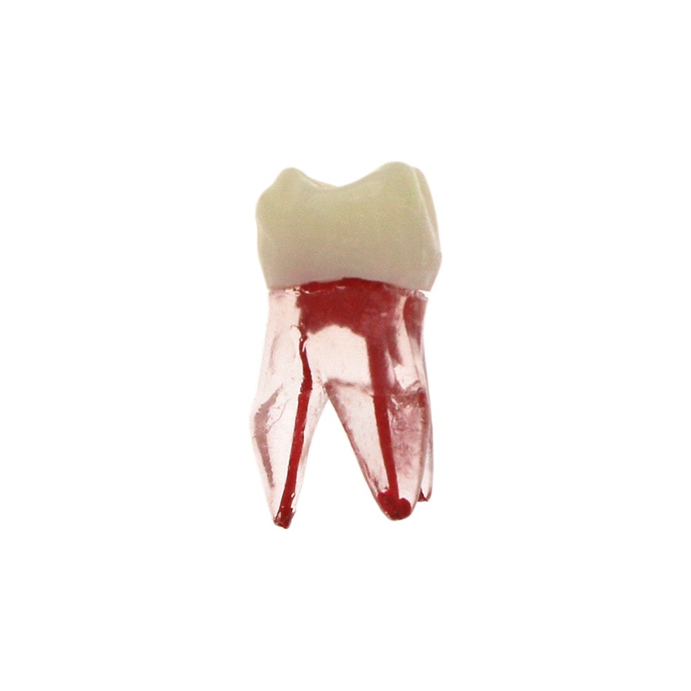 Dental Endodontic Root Canal RCT Practice Endo Teeth Model Pulp Study 7 Sizes