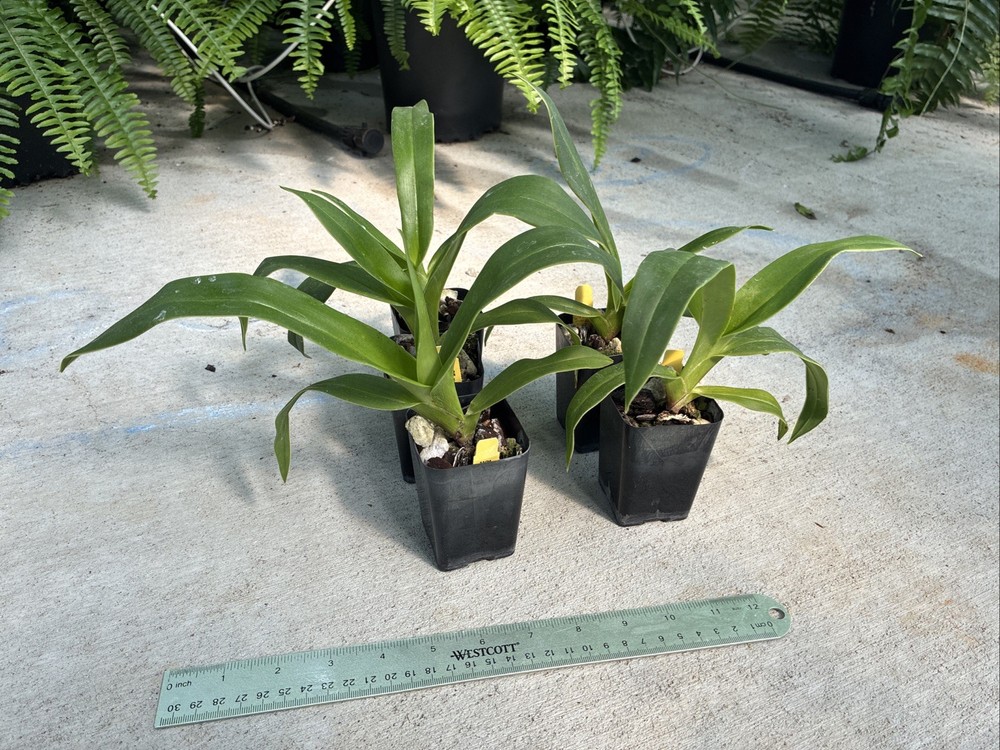 Phragmipedium Kelly Nash