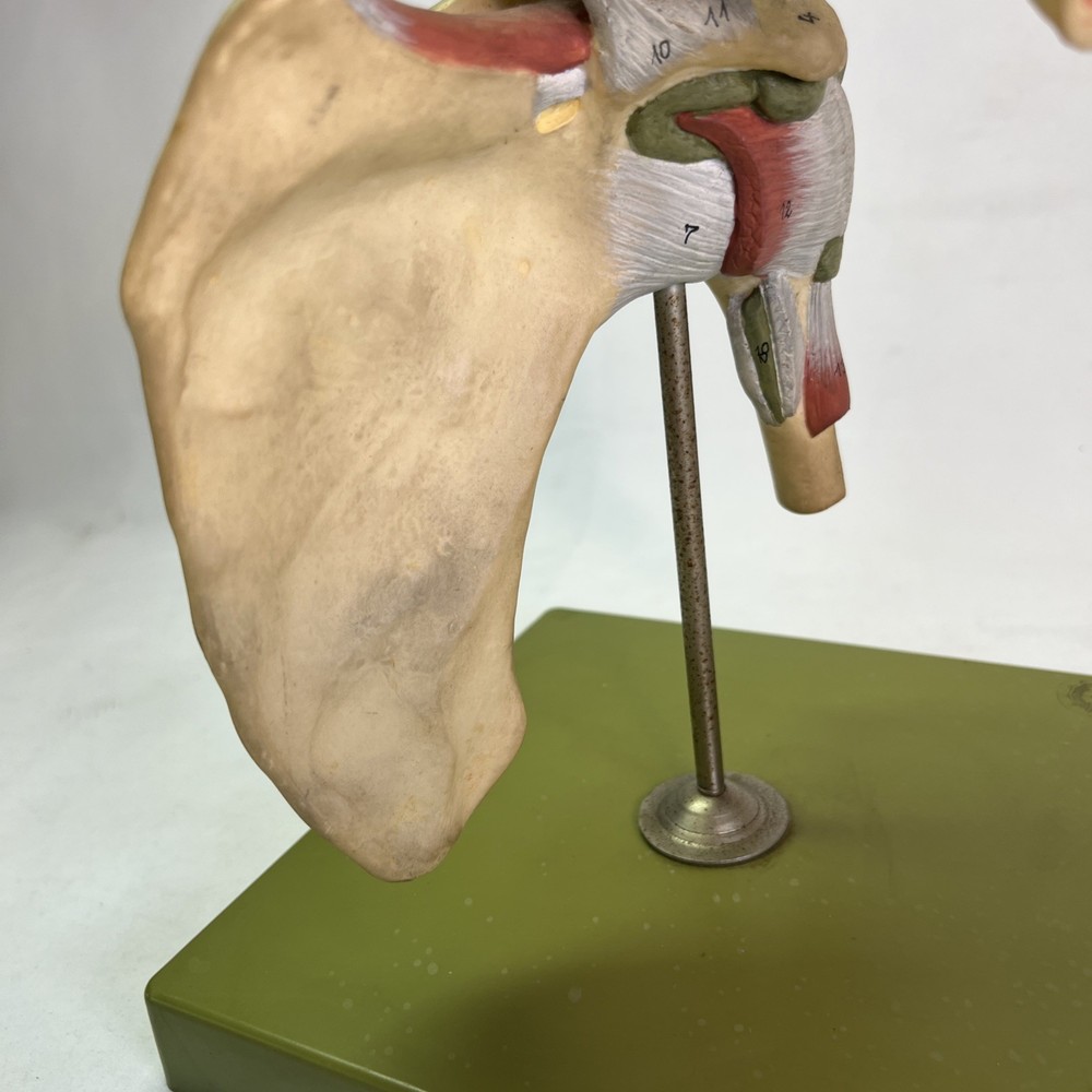 Somso Shoulder Joint Anatomical Model Vintage West Germany