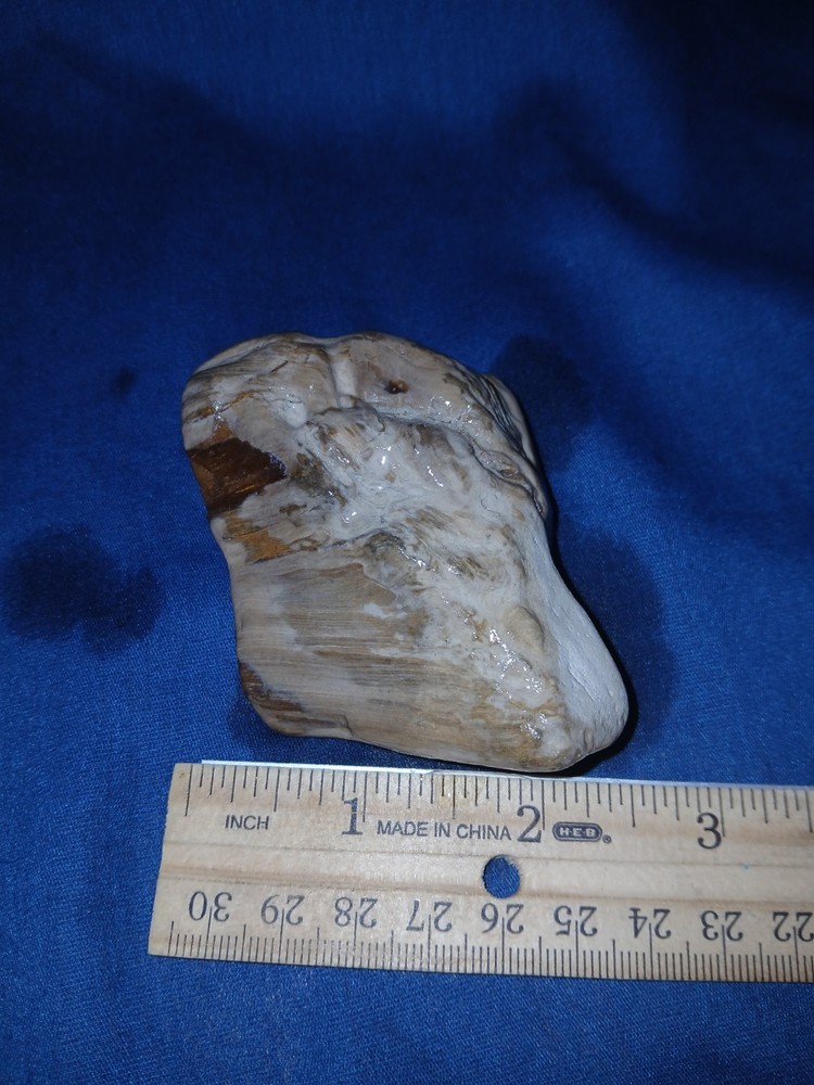 5 oz Texas Petrified Wood