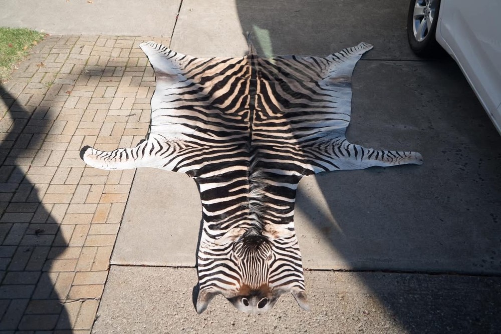 African Zebra Taxidermy Hyde