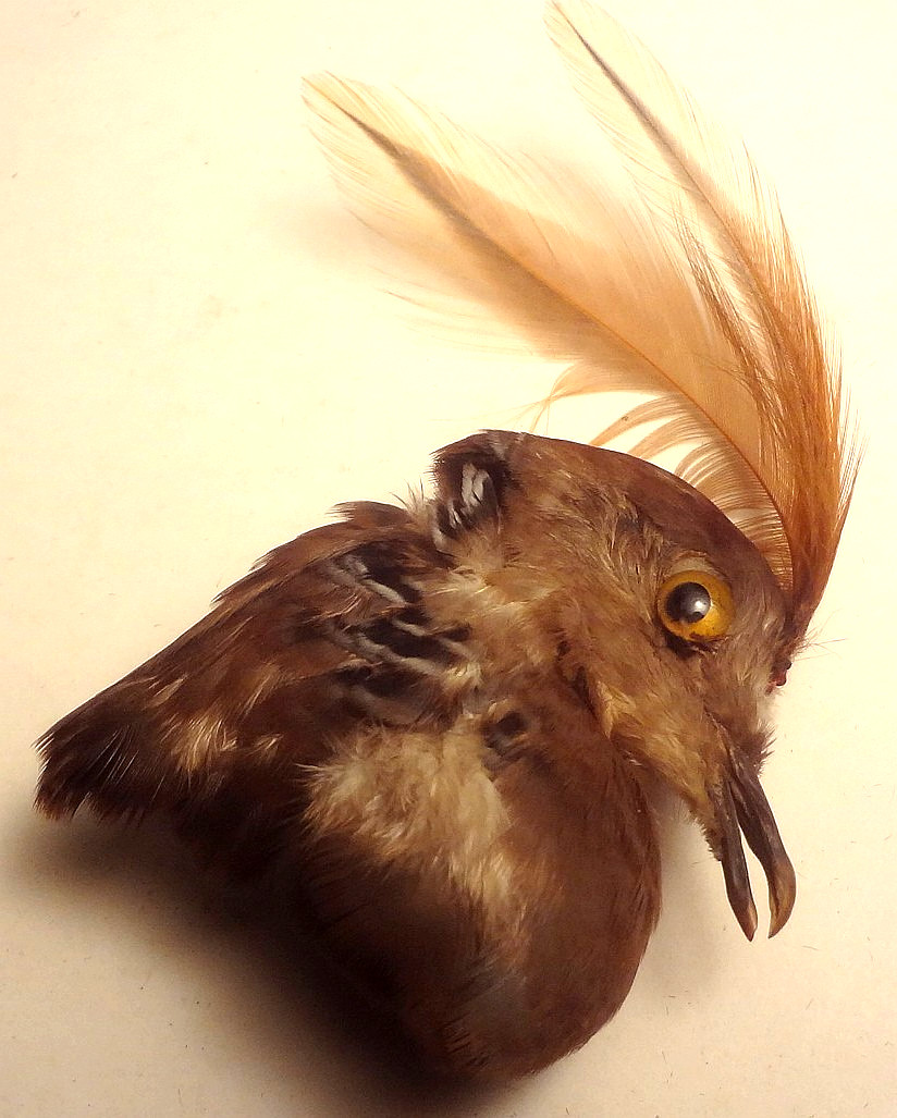 ✅c1860 - VRARE - REAL TAXIDERMY BIRD for HAT or MILLINARY - To Restore FANTASTIC
