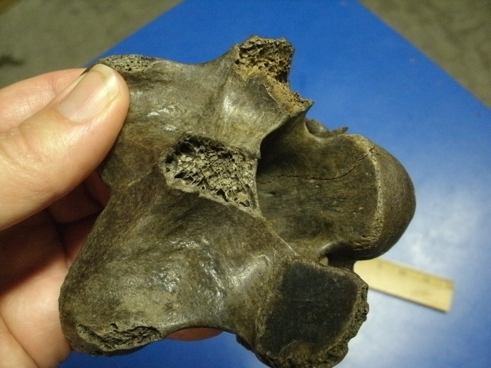 FOSSIL BISON VERTEBRA FROM KANSAS