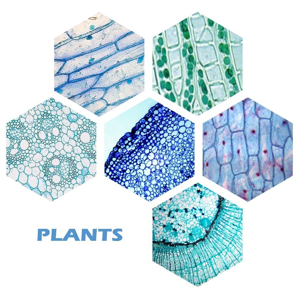 200 Packs Microscope Slides, 100 Plants & 100 Animal Tissues Includes2739