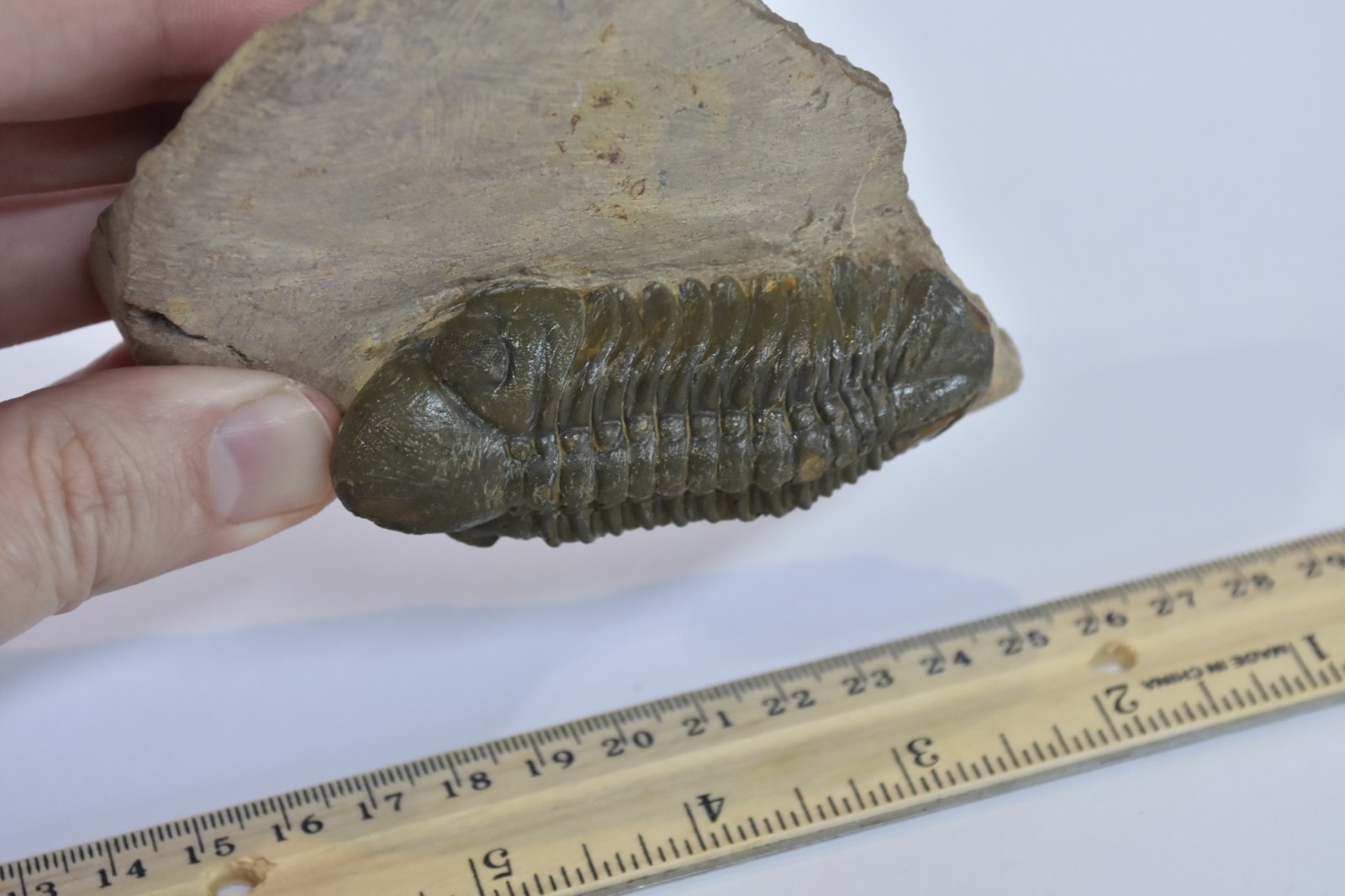 Trilobite Fossil Reedops - Fine Detail - on Matrix - Morocco - Large 3" - #36