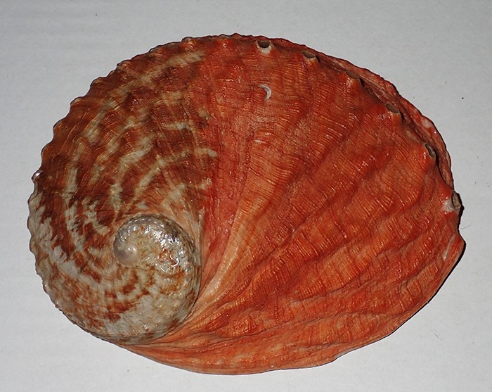 142 mm HYBRID PATTERN Haliotis Rubra Abalone Seashell #AH1 From NSW
