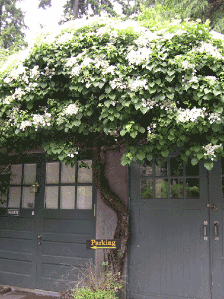 Climbing Hydrangea, Hydrangea anomala petiolaris, Vine Seeds