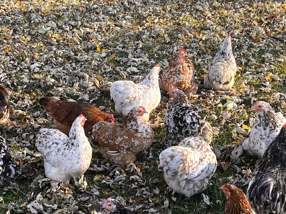 Bantam Cochin Hatching Eggs 12 ++ Assorted Colors NPIP