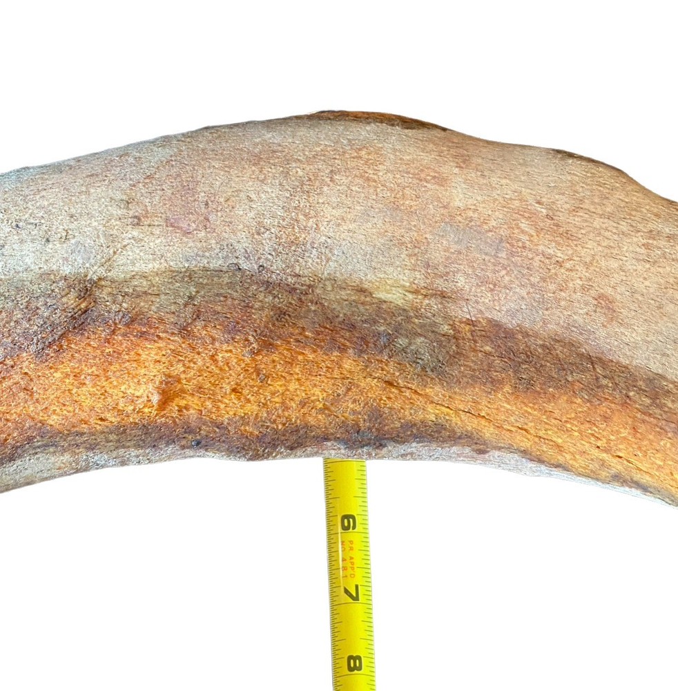 Large, Heavy Fossilized Whale Bone
