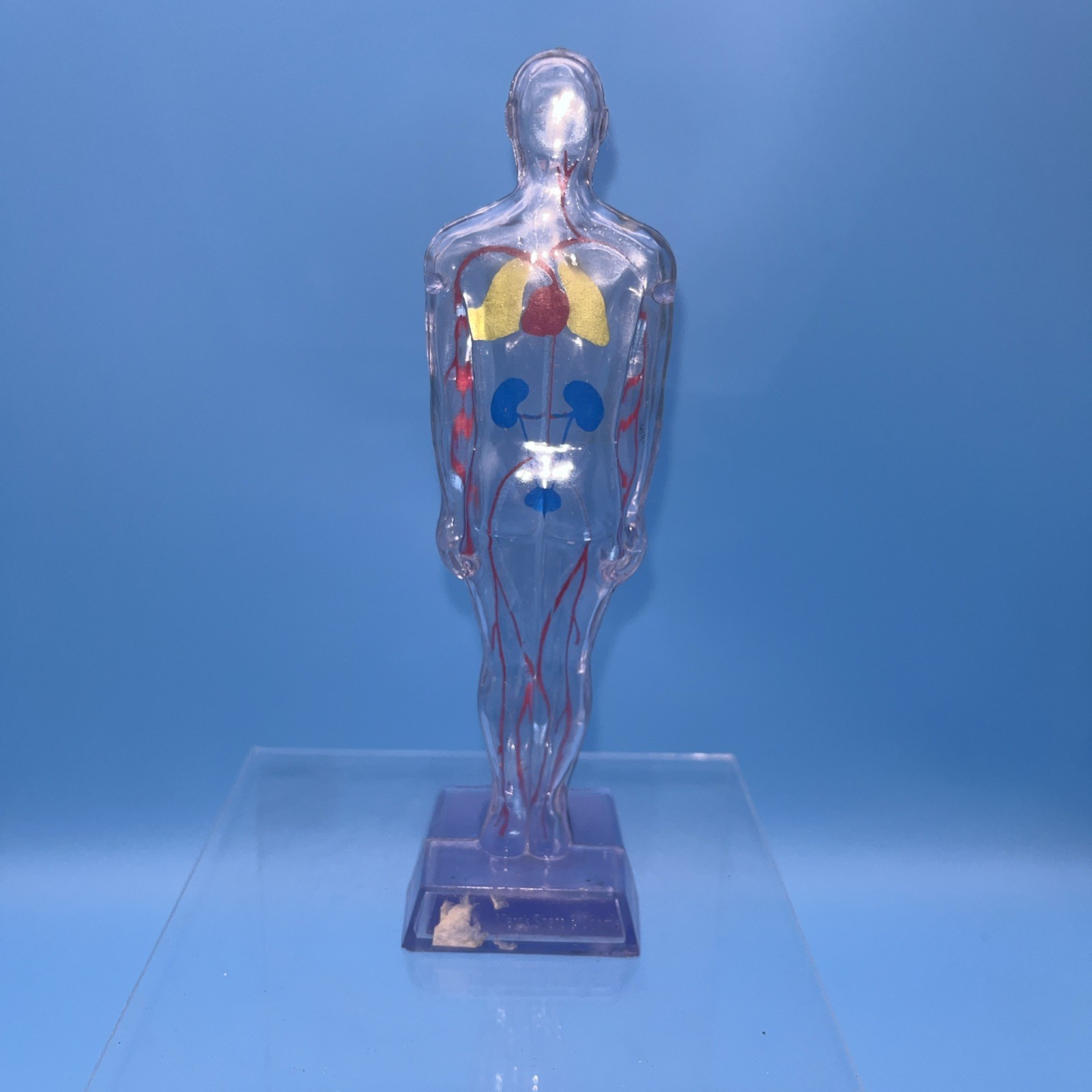 1968 Diuril Drug Rep Advertising Clear Human Body Figure Blood Pressure Medicine