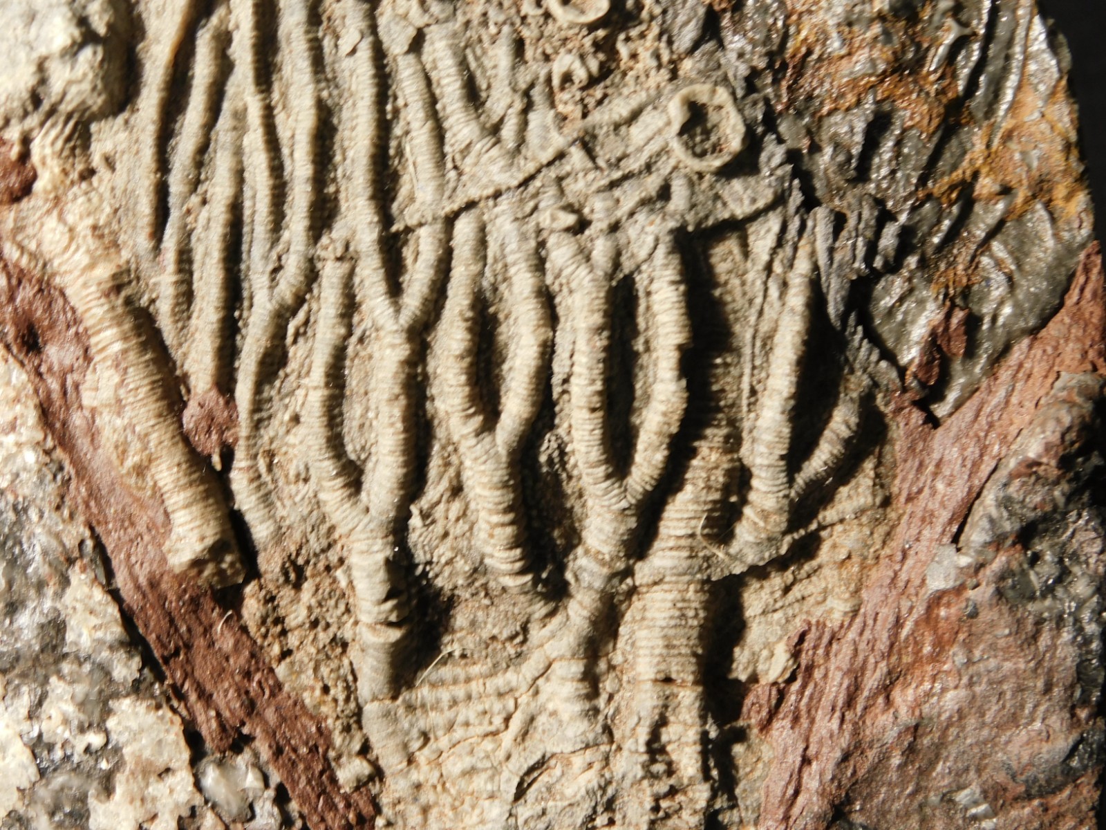 430 Million Year Old! CRINOID Fossil or Sea LILY Fossil Morocco 505gr