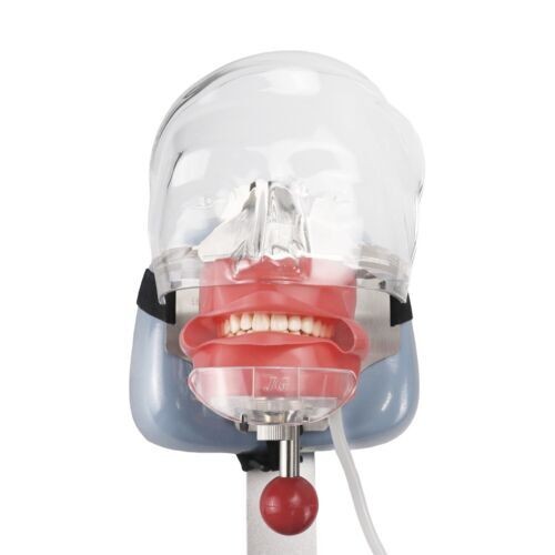 Dental Phantom Head Model Manikin Simulator Training Model 28pcs Removable Teeth