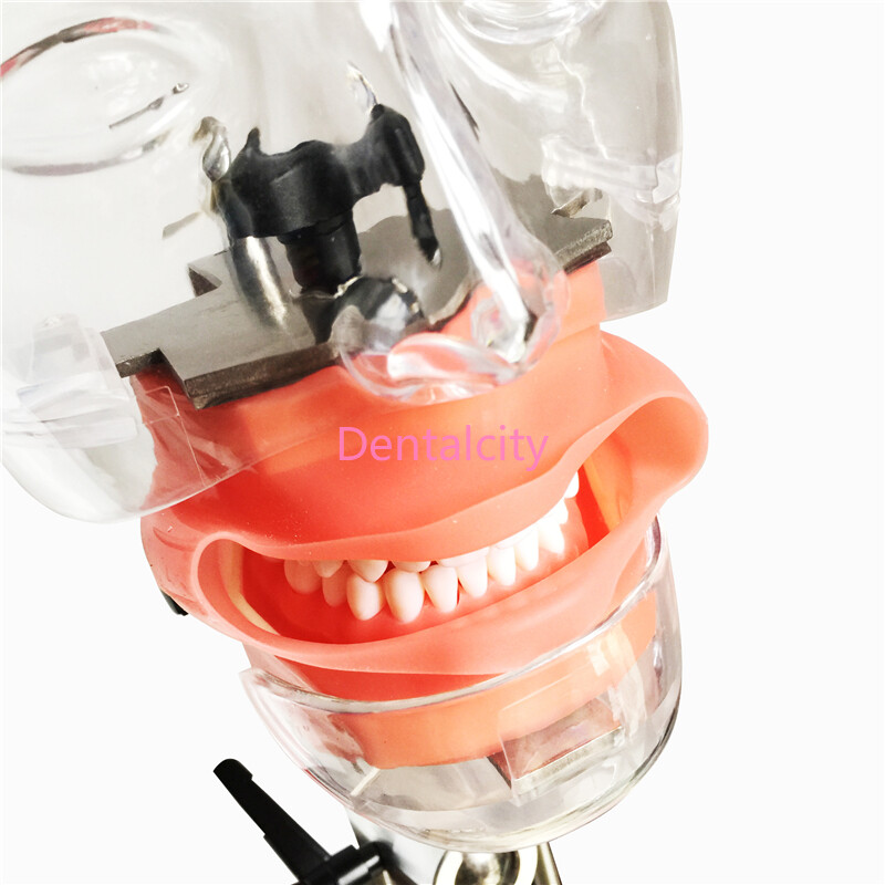 Dental Simulator Nissin Manikin Phantom Head Model Bench Mount Teaching model