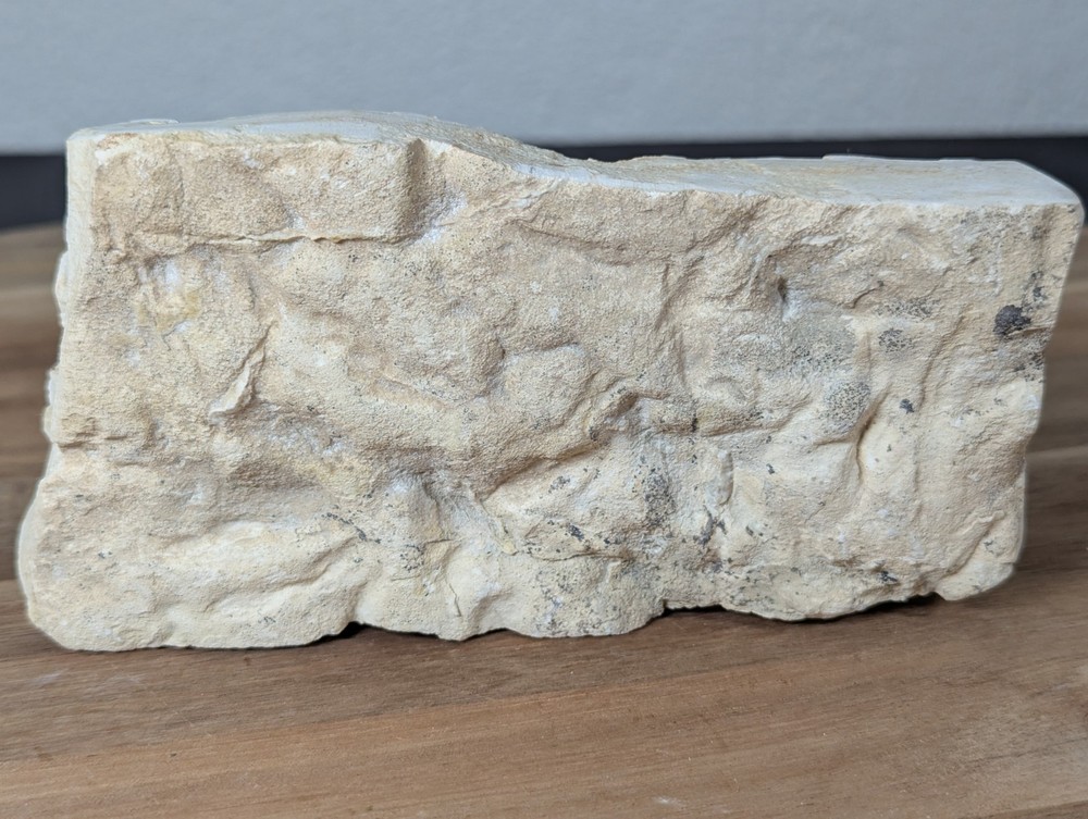 Colony Trace Fossil