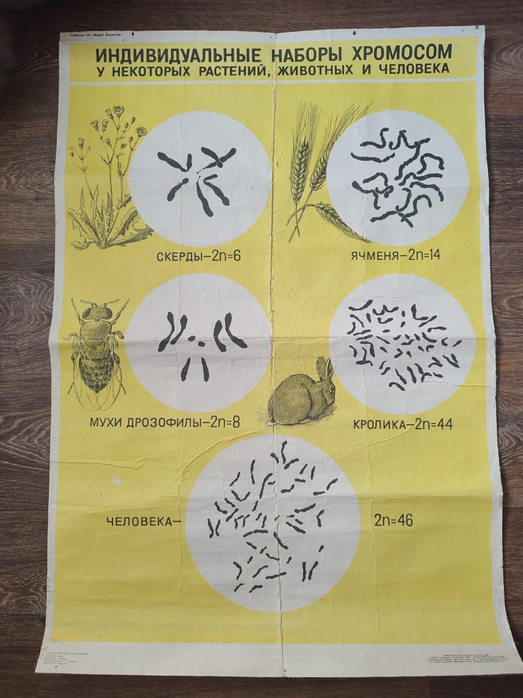 BIOLOGY SCIENCE VINTAGE SCHOOL CHART