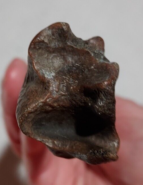 Deer Tibia Bone Fossil from Ice Age