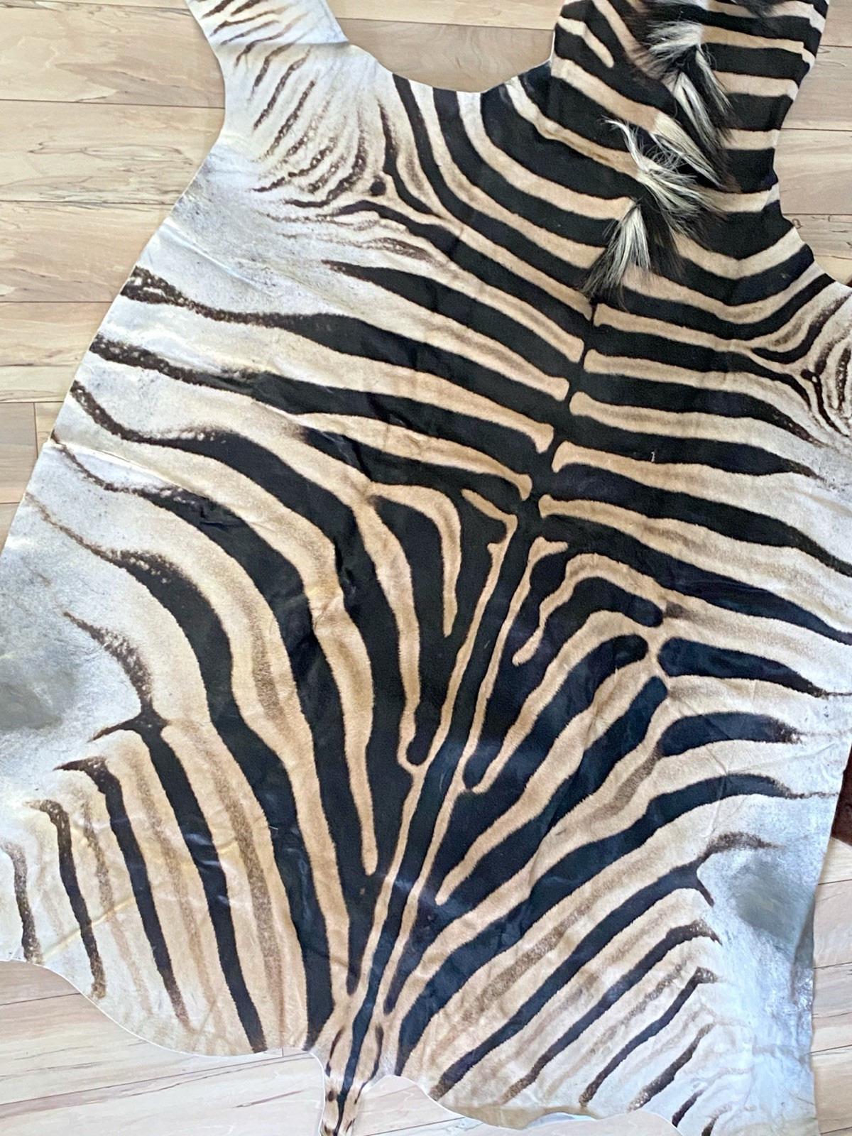 BEAUTIFUL GENUINE EQUUS BURCHELL ZEBRA SKIN RUG HIDE - US SHIPPER