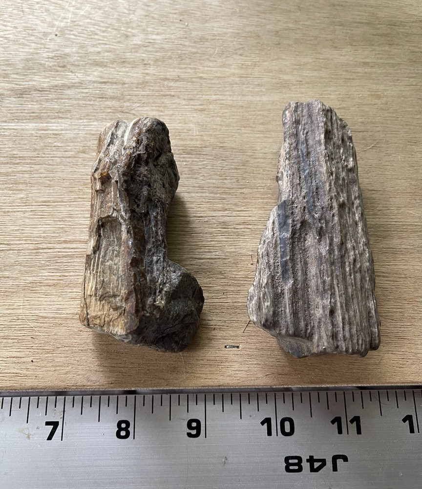 Petrified Wood Collection