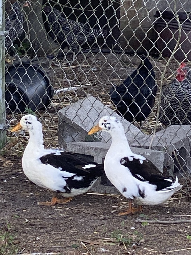 ancona duck eggs, Dozen