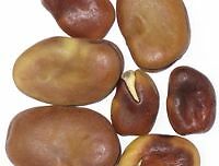 MOJO WISH BEANS 3 BEANS