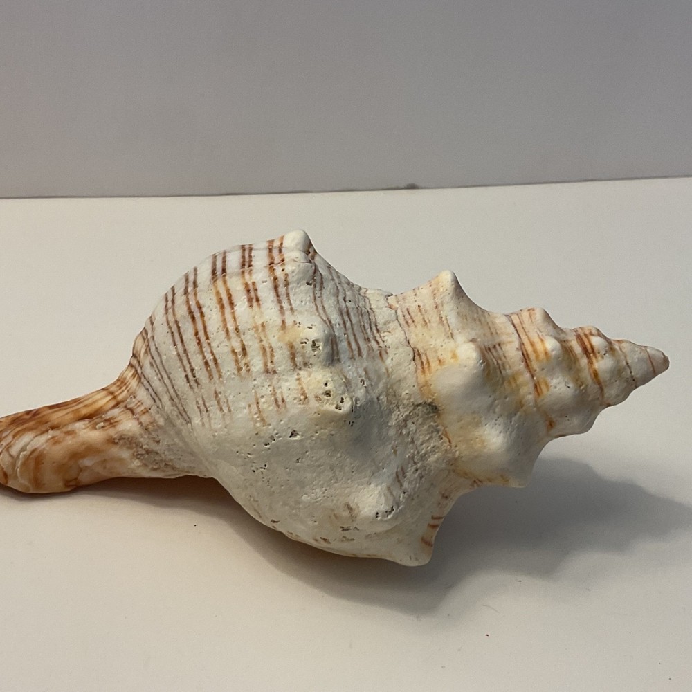 Conch Seashell Brown & White 7” Long Sea Shell