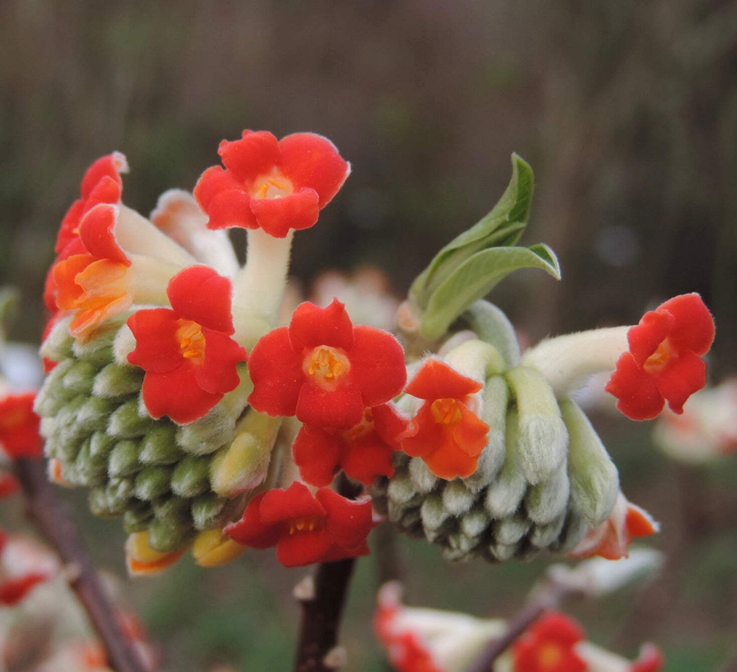 Edgeworthia chrysantha cv. 'Red Dragon' - Paperbush | Oriental paperbush