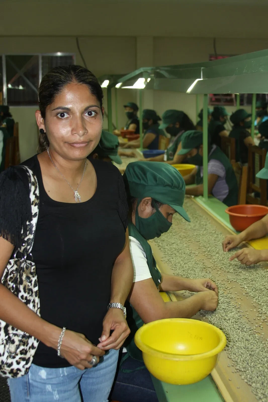 100% Jamaican Blue Mountain Coffee Beans Medium Roasted 1 Pound Bag