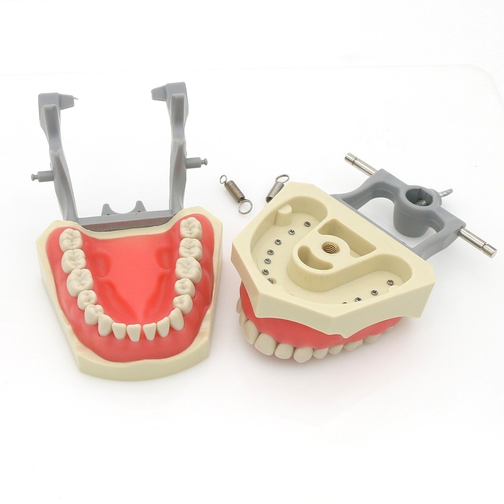 US Columbia Dentoform 860 Type Dental Typodont Model 32pcs Removable Teeth Model