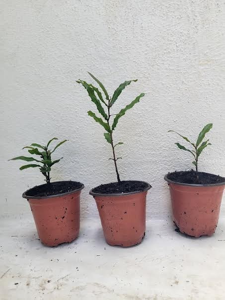 Beaumont Macadamia Nut Seedling (Macadamia integrifolia)