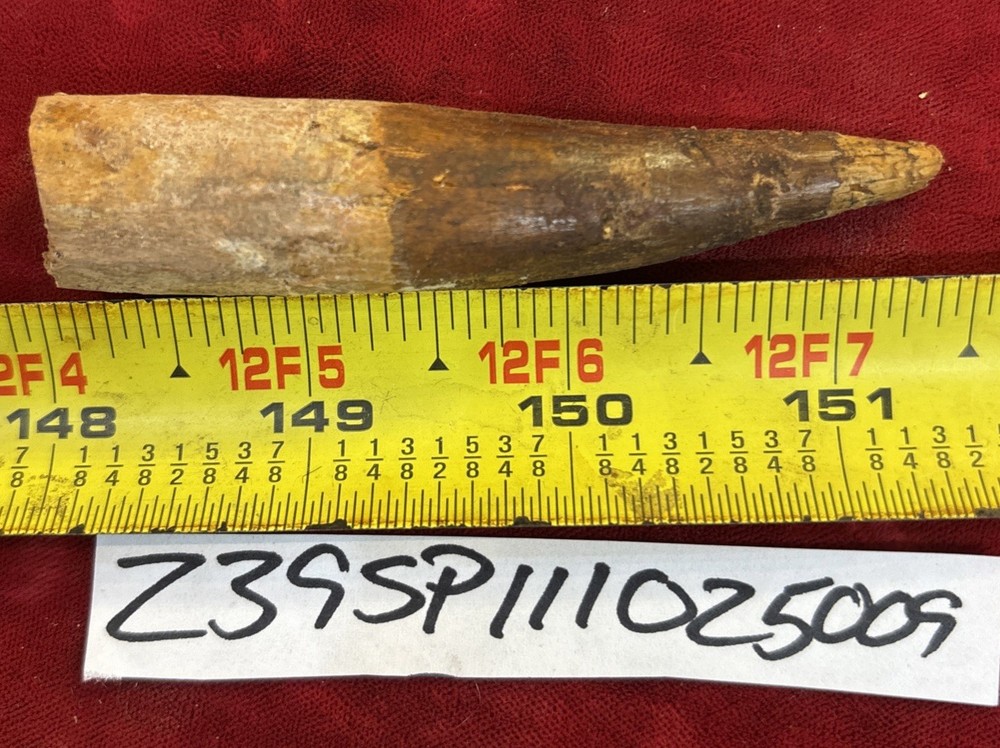 3 1/2 inch spinosaurus tooth
