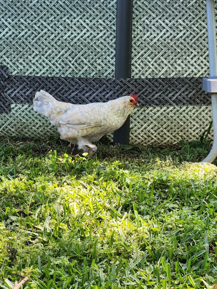 Bantam mystery egg Hatch 18 eggs