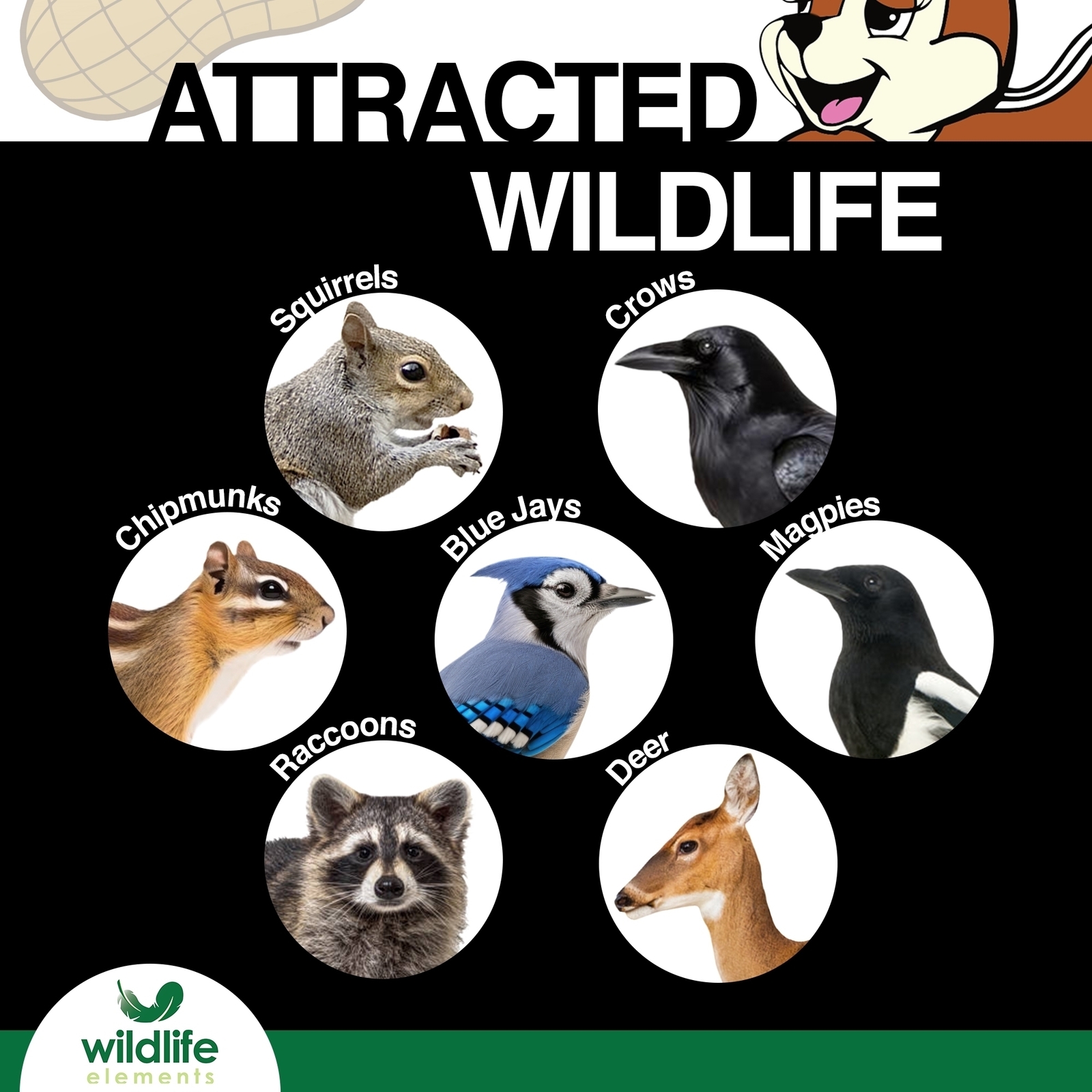 Wildlife Elements In-Shell Peanuts for Birds, Squirrels, Wild Animal Food, 10lb