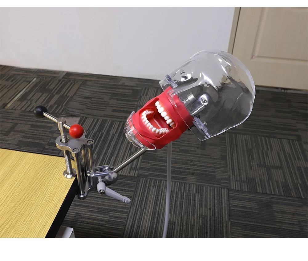 Dental Head Model Simulator Manikin Phantom With Bench Mount 28Pcs Teeth