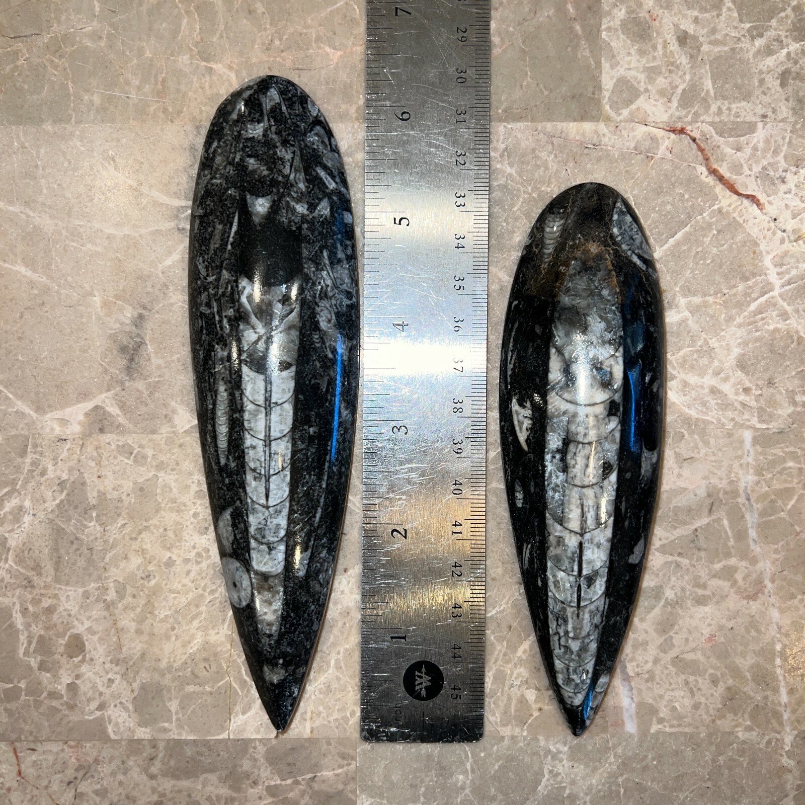 LARGE (1) Black Orthoceras Cephalopod Fossil - 350 Million Years Old