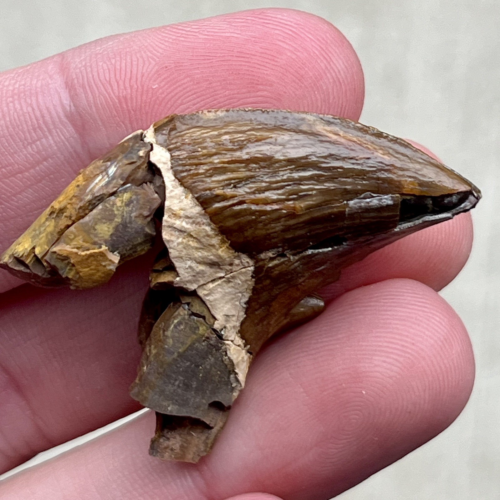 Ankylorhiza Tooth Fossil - Summerville SC - Marine Mammal