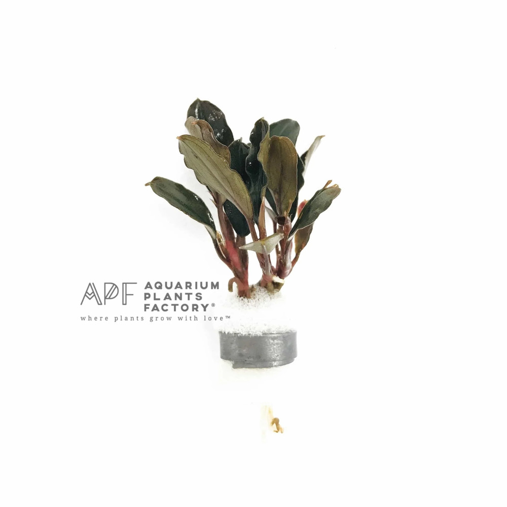 Bucephalandra Brownie Ghost | Aquarium Plants Factory®
