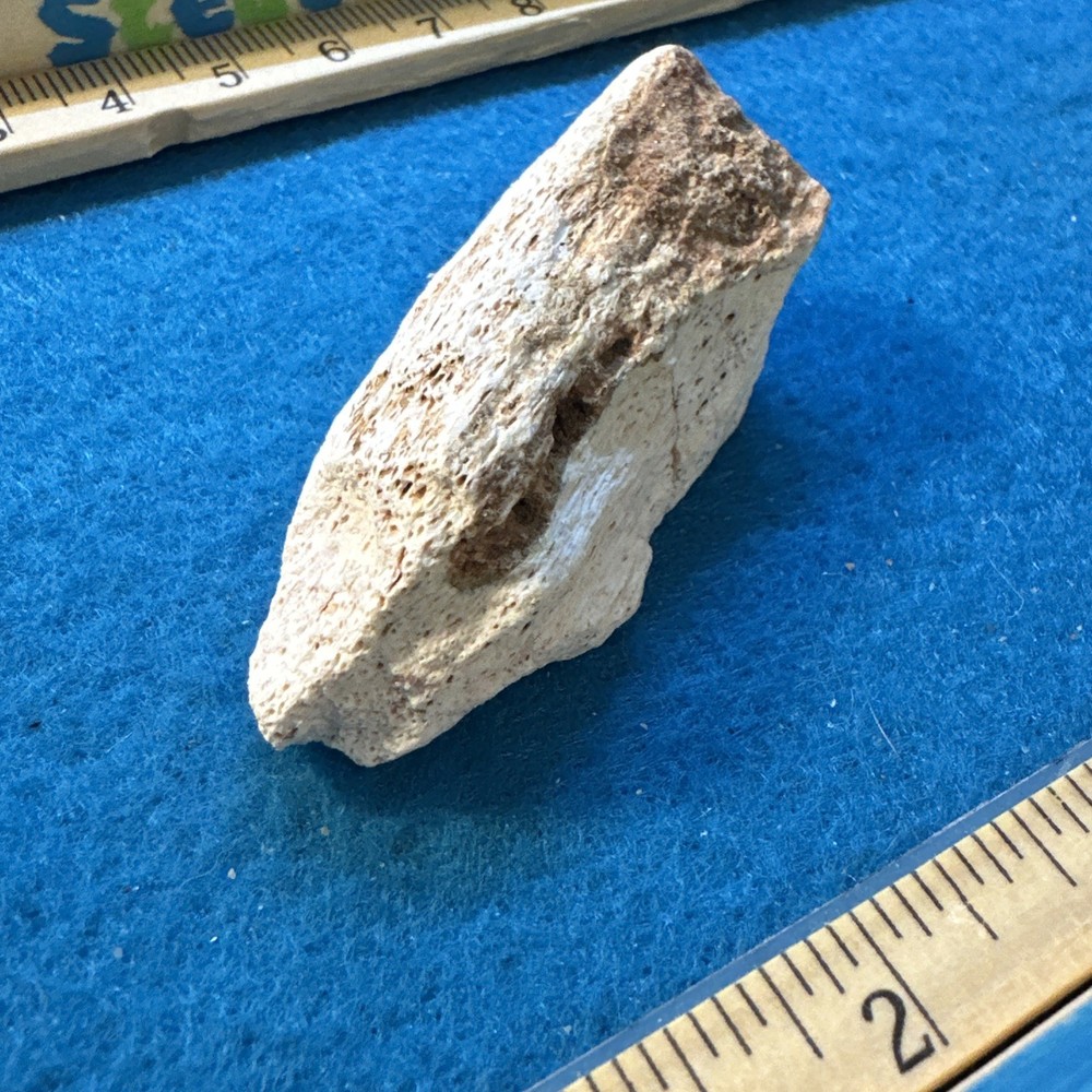 Spinosaurus Extinct Dinosaur Bone Fossil in Display Case